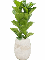 Ficus Lyrata In Baq Algar D 30 H 152 cm - PlantenShop24 - 28-06-2025