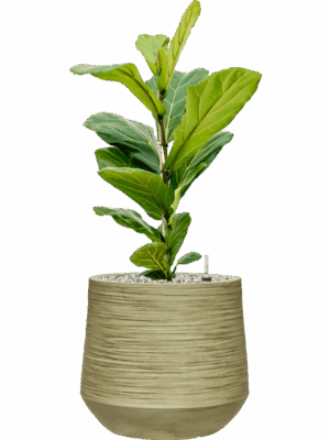 Ficus Lyrata In Baq Dune D 17 H 68 cm - PlantenShop24 - 04-06-2025