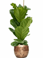 Ficus Lyrata In Baq Opus Raw D 21 H 125 cm - PlantenShop24 - 23-06-2025