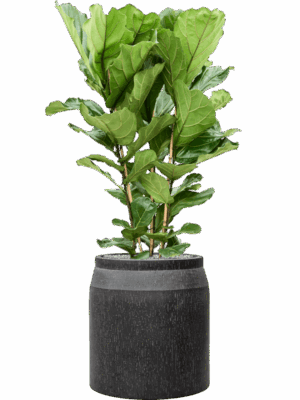 Ficus Lyrata In Baq Raindrop D 34 H 141 cm - PlantenShop24 - 18-06-2025