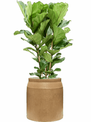Ficus Lyrata In Baq Raindrop D 34 H 141 cm - PlantenShop24 - 18-06-2025