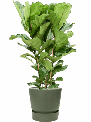 Ficus Lyrata In Greenville D 34 H 125 cm - PlantenShop24 - 18-06-2025