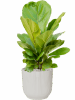 Ficus Lyrata In Vibes Fold D 21 H 69 cm - PlantenShop24 - 10-06-2025
