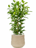 Ficus Microcarpa Moclame In Baq Dune D 24 H 91 cm - PlantenShop24 - 10-06-2025