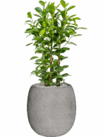 Ficus Microcarpa Moclame In Baq Polystone Coated Plain D 24 H 105 cm - PlantenShop24 - 03-06-2025