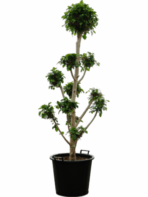 Ficus Microcarpa Nitida D 50 H 190 cm - PlantenShop24 - 16-06-2025