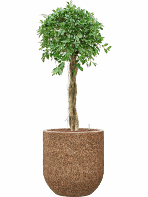 Ficus Microcarpa u2018Nitidau2019 In Baq Naturescast D 28 H 143 cm - PlantenShop24 - 09-06-2025