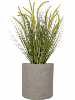 Grass Cattail In Rough D 40 H 109 cm - PlantenShop24 - 20-06-2025