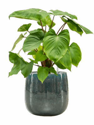 Homalomena Rubescens Maggy In Balloon D 24 H 74 cm - PlantenShop24 - 16-06-2025