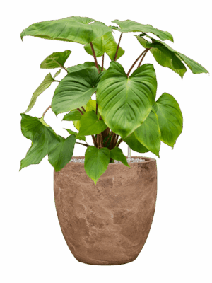 Homalomena Rubescens Maggy In Baq Algar D 24 H 77 cm - PlantenShop24 - 16-06-2025