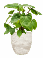 Homalomena Rubescens Maggy In Baq Algar D 24 H 77 cm - PlantenShop24 - 26-06-2025