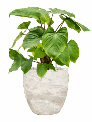 Homalomena Rubescens Maggy In Baq Algar D 24 H 77 cm - PlantenShop24 - 26-06-2025