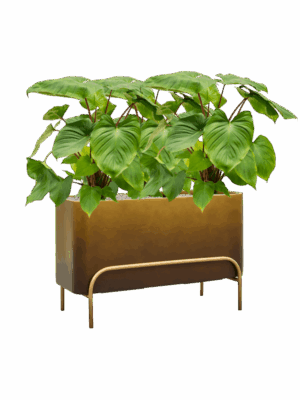 Homalomena Rubescens Maggy In Baq Gradient Elevated D 24 H 92 cm - PlantenShop24 - 16-06-2025