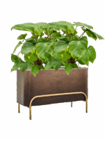Homalomena Rubescens Maggy In Baq Gradient Elevated D 24 H 93 cm - PlantenShop24 - 19-06-2025