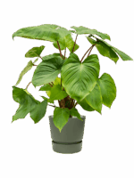 Homalomena Rubescens Maggy In Greenville D 24 H 89 cm - PlantenShop24 - 19-06-2025