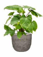 Homalomena Rubescens Maggy In Mountain D 24 H 71 cm - PlantenShop24 - 19-06-2025
