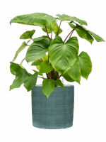 Homalomena Rubescens Maggy In Plain Striped D 24 H 70 cm - PlantenShop24 - 19-06-2025