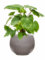 Homalomena Rubescens Maggy In Rotunda Urban D 24 H 73 cm - PlantenShop24 - 19-06-2025