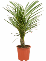 Hyophorbe Verschaffeltii D 21 H 95 cm - PlantenShop24 - 17-06-2025