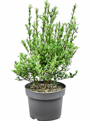 Ilex Crenata Dark Green D 19 H 50 cm - PlantenShop24 - 25-06-2025