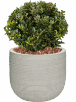 Ilex Crenata Dark Green In Ridged Horizontally D 23 H 45 cm - PlantenShop24 - 11-06-2025