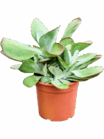 Kalanchoe Thyrsiflora Variagata D 17 H 35 cm - PlantenShop24 - 16-06-2025