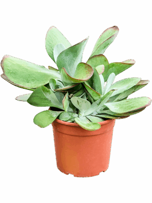 Kalanchoe Thyrsiflora Variagata D 17 H 35 cm - PlantenShop24 - 16-06-2025