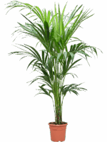 Kentia Howea Forsteriana D 20 H 150 cm - PlantenShop24 - 13-06-2025