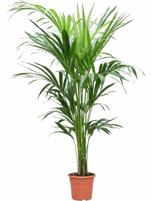 Kentia Howea Forsteriana D 20 H 150 cm - PlantenShop24 - 13-06-2025