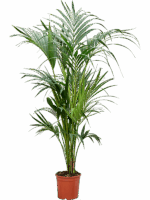 Kentia Howea Forsteriana D 21 H 160 cm - PlantenShop24 - 05-09-2025