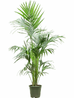 Kentia Howea Forsteriana D 21 H 170 cm - PlantenShop24 - 20-06-2025