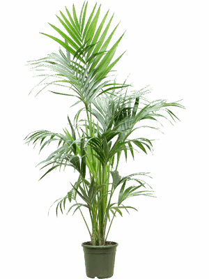 Kentia Howea Forsteriana D 21 H 170 cm - PlantenShop24 - 20-06-2025