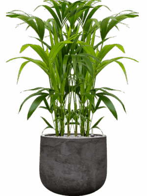 Kentia Howea Forsteriana In Baq Algar D 21 H 112 cm - PlantenShop24 - 23-06-2025