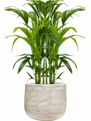 Kentia Howea Forsteriana In Baq Algar D 21 H 112 cm - PlantenShop24 - 23-06-2025