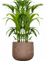 Kentia Howea Forsteriana In Baq Algar D 21 H 113 cm - PlantenShop24 - 23-06-2025