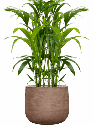 Kentia Howea Forsteriana In Baq Algar D 21 H 113 cm - PlantenShop24 - 23-06-2025