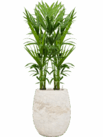 Kentia Howea Forsteriana In Baq Algar D 21 H 152 cm - PlantenShop24 - 28-06-2025