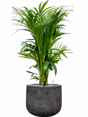 Kentia Howea Forsteriana In Baq Algar D 27 H 127 cm - PlantenShop24 - 23-06-2025