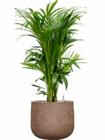 Kentia Howea Forsteriana In Baq Algar D 27 H 127 cm - PlantenShop24 - 23-06-2025