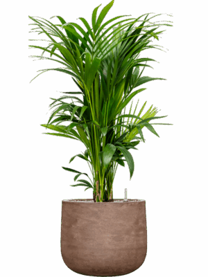 Kentia Howea Forsteriana In Baq Algar D 27 H 127 cm - PlantenShop24 - 23-06-2025