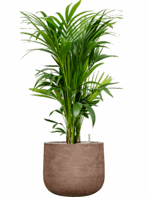 Kentia Howea Forsteriana In Baq Algar D 27 H 127 cm - PlantenShop24 - 23-06-2025