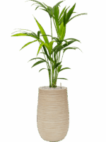 Kentia Howea Forsteriana In Baq Dune D 17 H 102 cm - PlantenShop24 - 30-05-2025