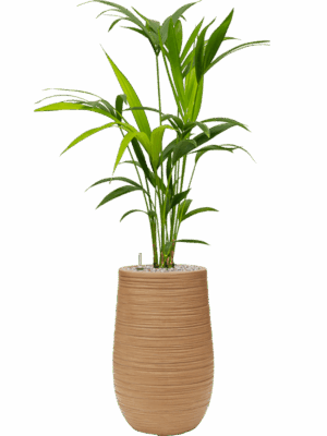 Kentia Howea Forsteriana In Baq Dune D 17 H 103 cm - PlantenShop24 - 30-05-2025