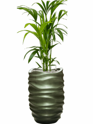Kentia Howea Forsteriana In Baq Gradient Lee D 21 H 136 cm - PlantenShop24 - 05-06-2025