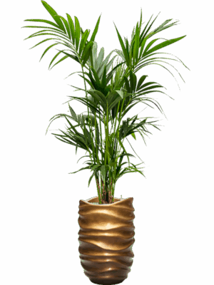 Kentia Howea Forsteriana In Baq Gradient Lee D 22 H 195 cm - PlantenShop24 - 02-06-2025