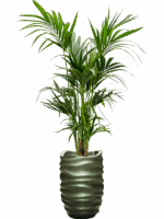 Kentia Howea Forsteriana In Baq Gradient Lee D 22 H 196 cm - PlantenShop24 - 02-06-2025