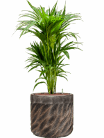 Kentia Howea Forsteriana In Baq Luxe Lite Universe Wave D 22 H 115 cm - PlantenShop24 - 11-06-2025