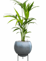 Kentia Howea Forsteriana In Baq Metallic Silver Leaf D 17 H 93 cm - PlantenShop24 - 30-05-2025