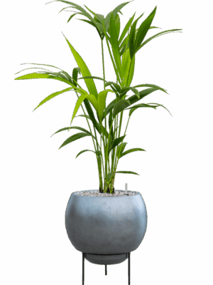 Kentia Howea Forsteriana In Baq Metallic Silver Leaf D 17 H 93 cm - PlantenShop24 - 30-05-2025