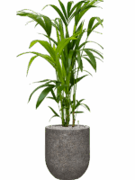 Kentia Howea Forsteriana In Baq Naturescast D 21 H 113 cm - PlantenShop24 - 05-06-2025